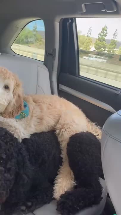 Goldendoodles stud dog video
