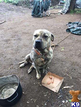 American Staffordshire Terrier dog