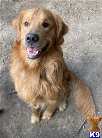 Golden Retriever stud dog