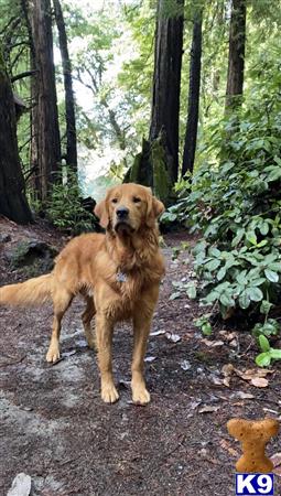 Golden Retriever stud dog