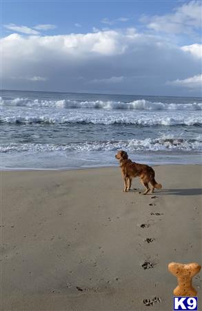 Golden Retriever stud dog