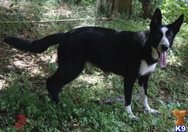 German Shepherd female dog