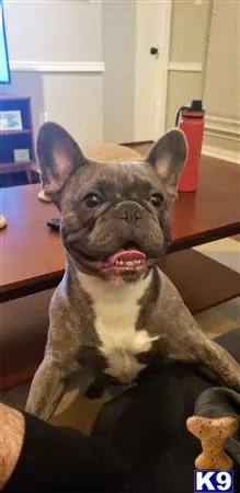 French Bulldog stud dog: a french bulldog dog with a surprised expression