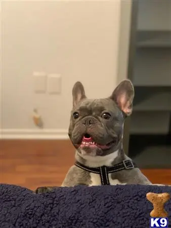French Bulldog stud dog: a french bulldog dog sitting on a couch