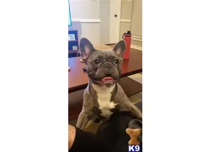 French Bulldog stud dog: a french bulldog dog with a surprised expression