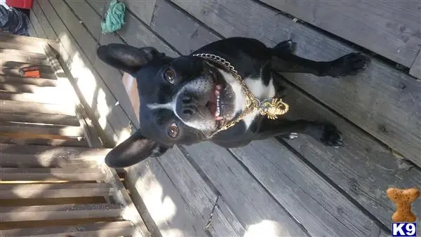 Boston Terrier stud dog: a boston terrier dog with a chain on its neck