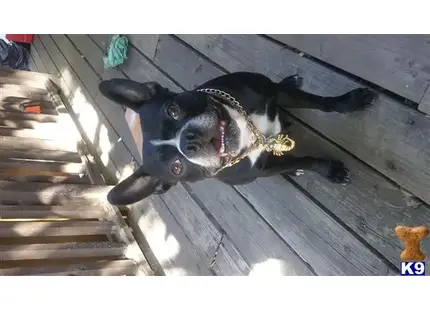 a boston terrier dog with a chain on its neck