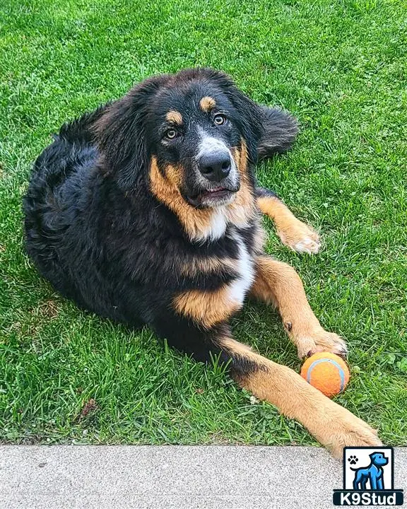 Mixed Breed stud dog