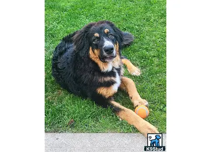 a mixed breed dog lying on grass with a ball in its mouth