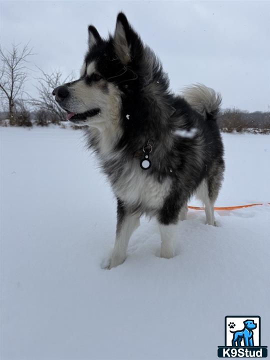 a alaskan malamute dog standing in the snow