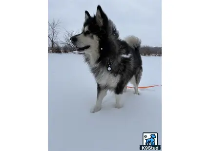 a alaskan malamute dog standing in the snow
