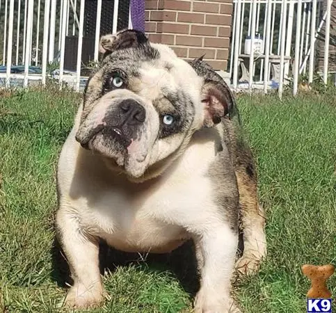 English Bulldog stud dog