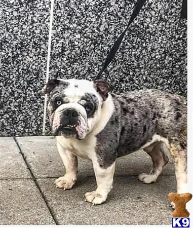 English Bulldog stud dog