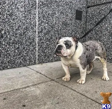 English Bulldog stud dog