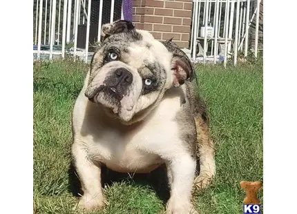 English Bulldog