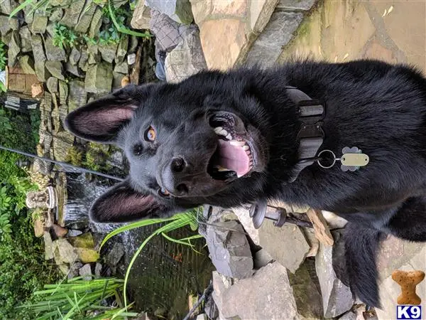 German Shepherd stud dog