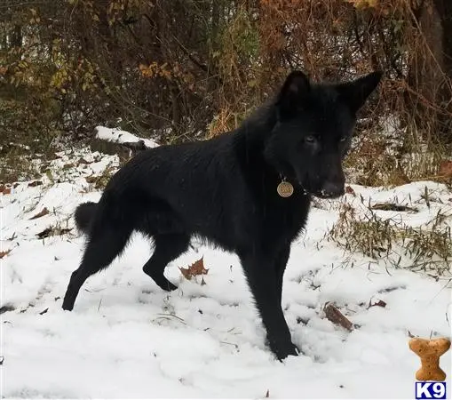 German Shepherd stud dog