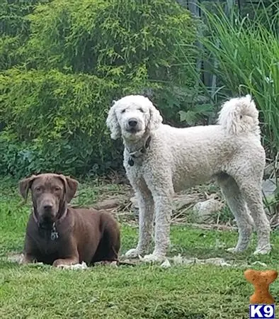 Goldendoodles