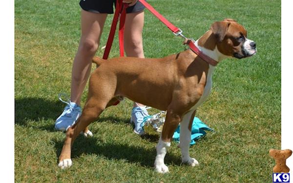 a boxer dog on a leash