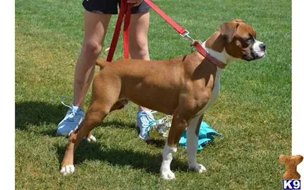 Boxer stud dog