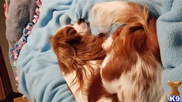 Cavalier King Charles Spaniel