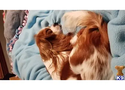 Cavalier King Charles Spaniel