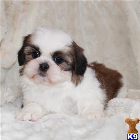 a shih tzu dog lying on a blanket