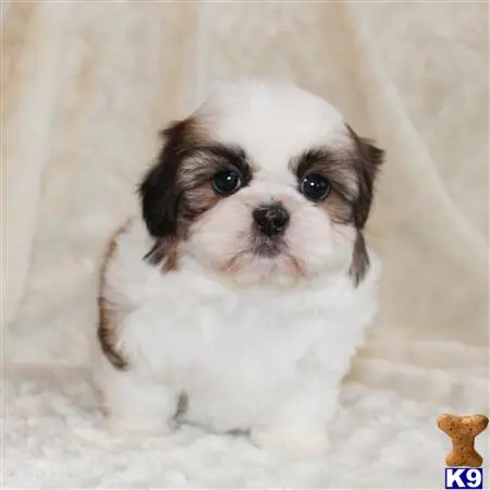 Shih Tzu puppy for sale