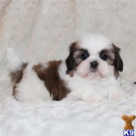 Shih Tzu puppy for sale