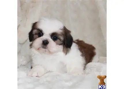 Shih Tzu