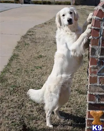 Golden Retriever stud dog