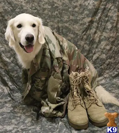 Golden Retriever stud dog