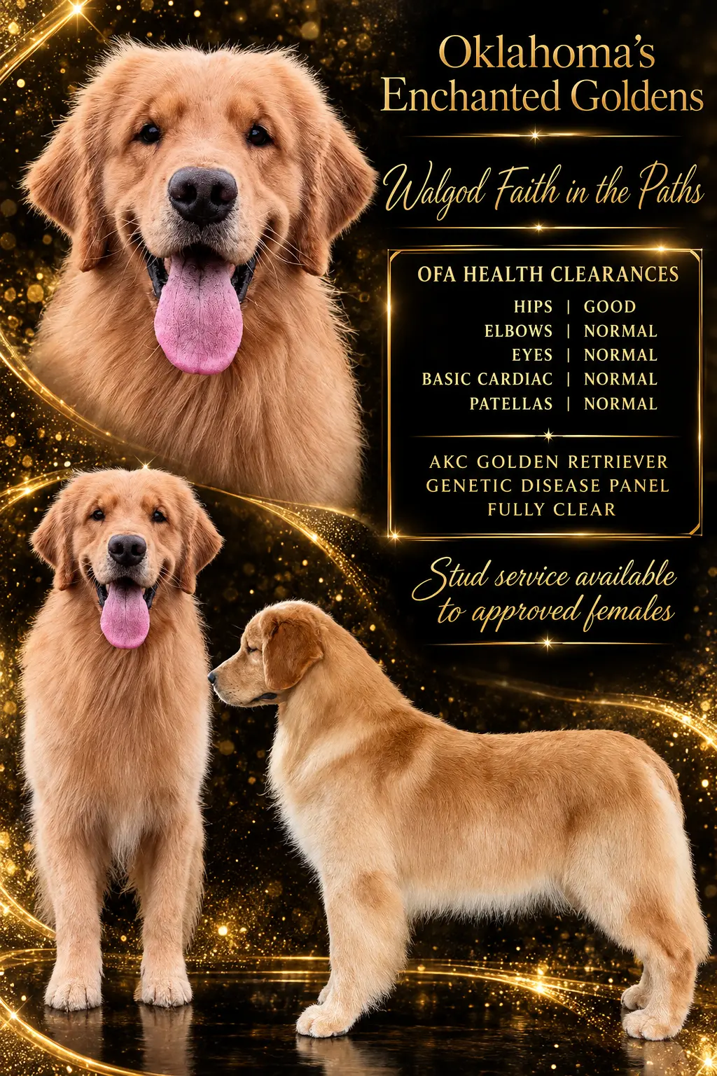 Golden Retriever stud dog: Golden Retriever with a fluffy golden coat, standing proudly against a sparkly background