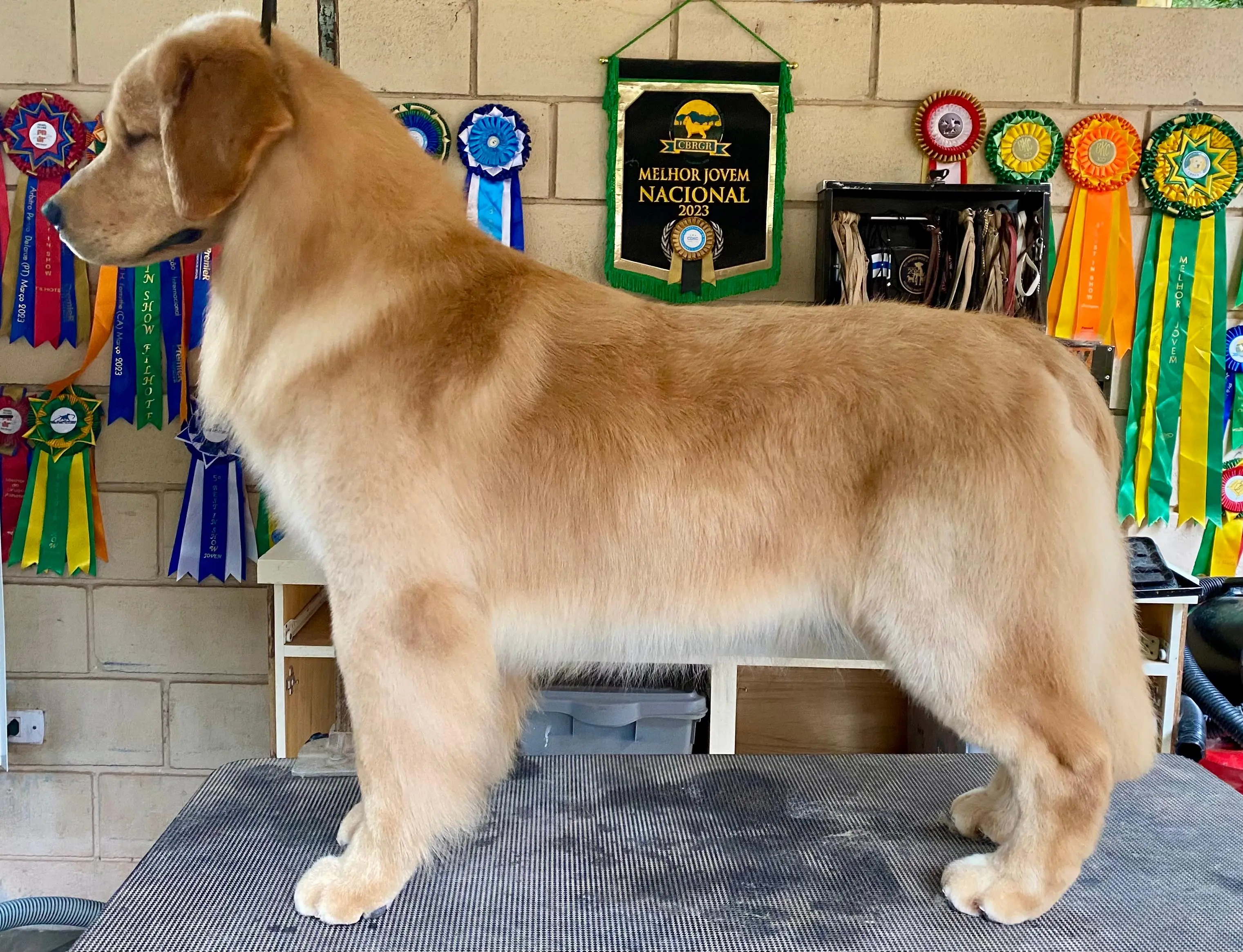 Golden Retriever stud dog: Golden Retriever standing on a table with colorful ribbons in background