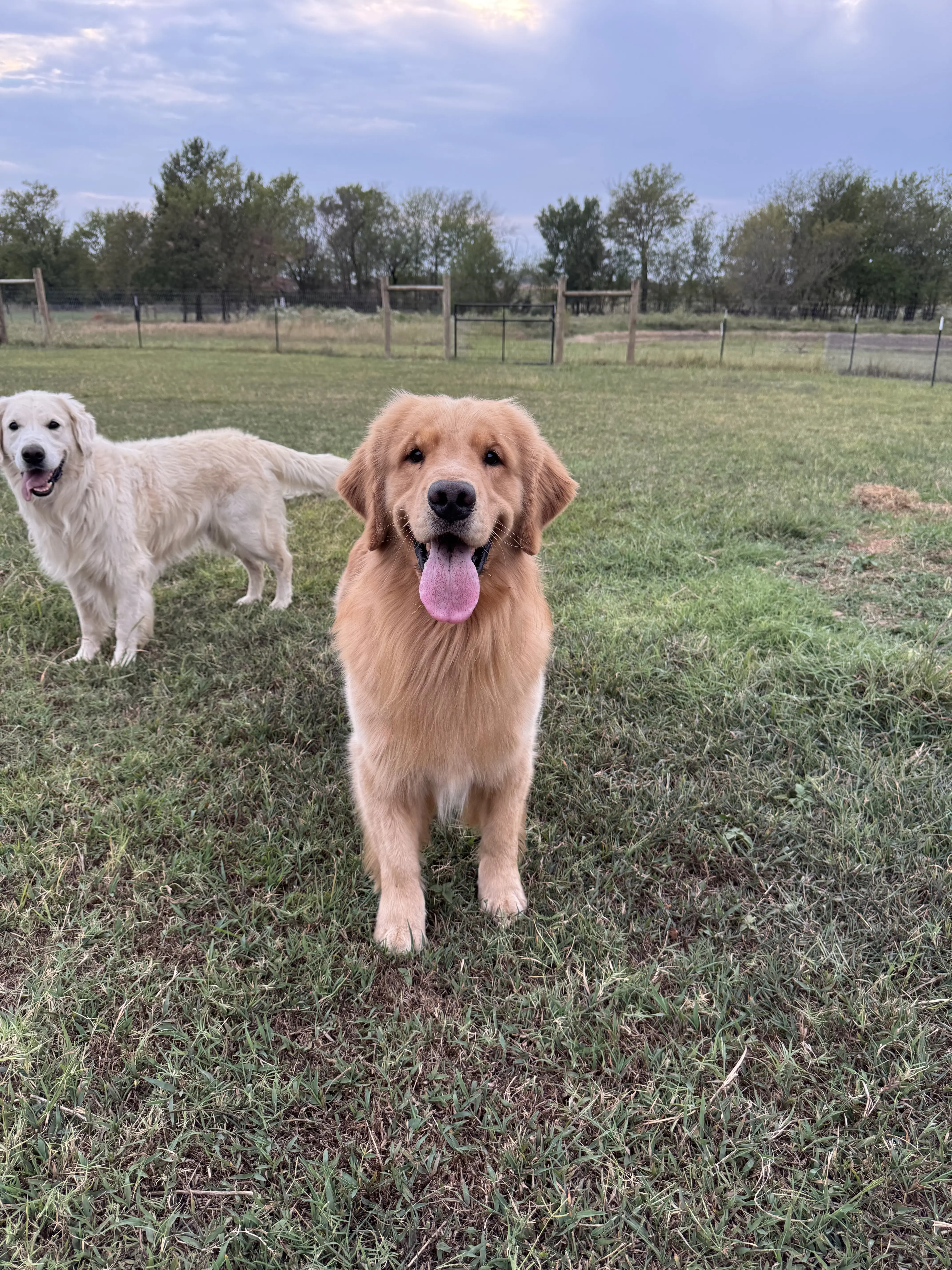 Golden Retriever stud dog: Two Golden Retrievers in a grassy field, one smiling