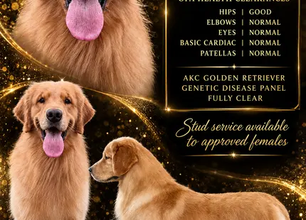 Golden Retriever stud dog: Golden Retriever with a fluffy golden coat, standing proudly against a sparkly background