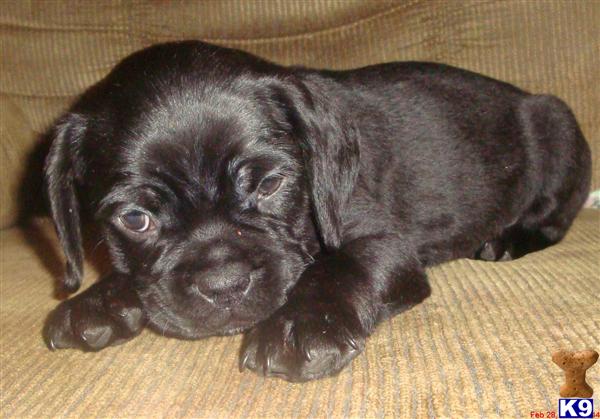 cocker pug puppies for sale pug puppy for sale cocker pugs pug 8 years cocker pug puppies for sale pug puppy for sale cocker pugs pug 8 years