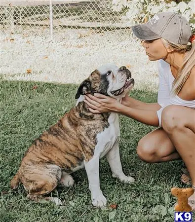 Old English Bulldog stud dog