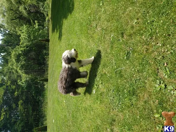 Old English Sheepdog stud dog