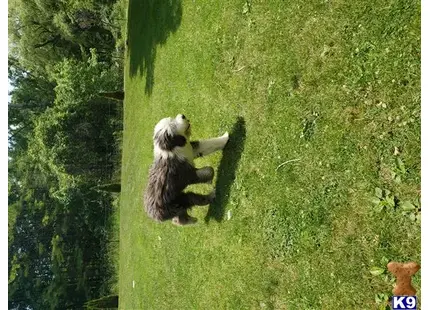 a old english sheepdog dog standing in a grassy area