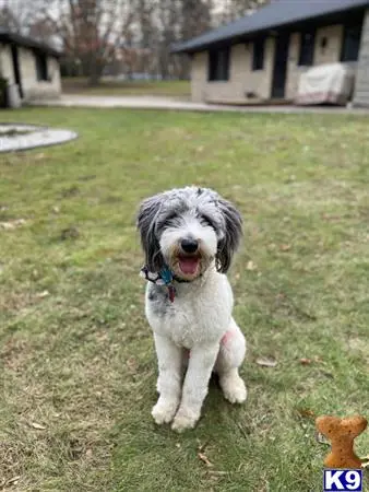 Aussiedoodle stud dog