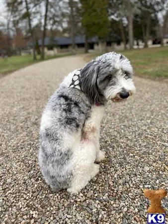 Aussiedoodle stud dog