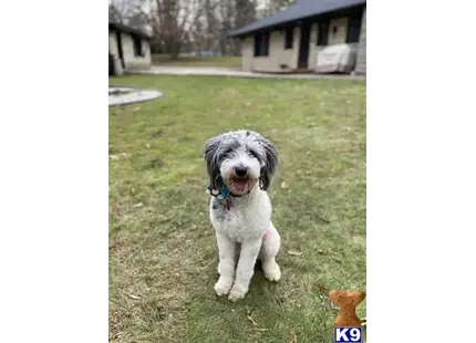 Aussiedoodle