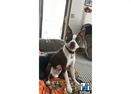 Boston Terrier stud dog: a boston terrier dog sitting on a couch