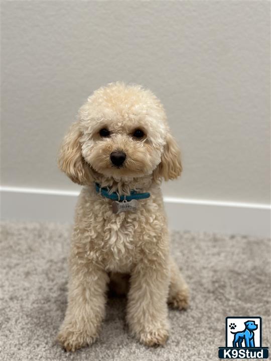a small poodle dog sitting