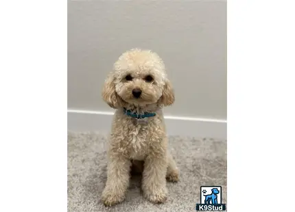 a small poodle dog sitting