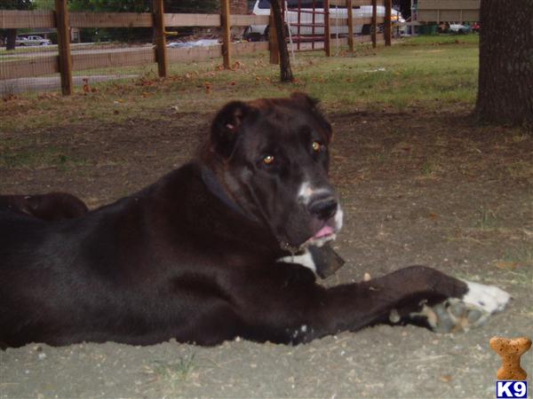 central asian shepherd for sale central asian shepherd for sale narnia 7 years central asian shepherd for sale central asian shepherd for sale narnia 7 years