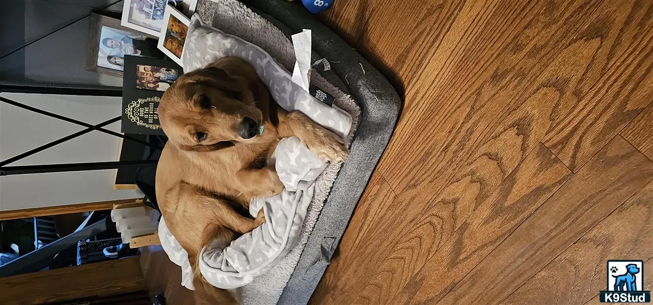 Golden Retriever stud dog: a golden retriever dog wrapped in a blanket