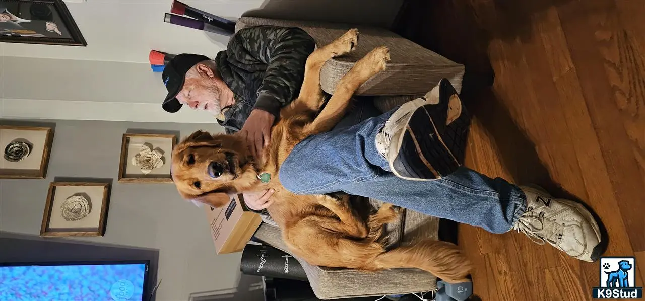 Golden Retriever stud dog: a person holding a golden retriever dog