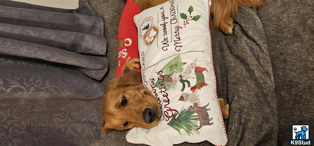 Golden Retriever stud dog: a golden retriever dog lying on a couch